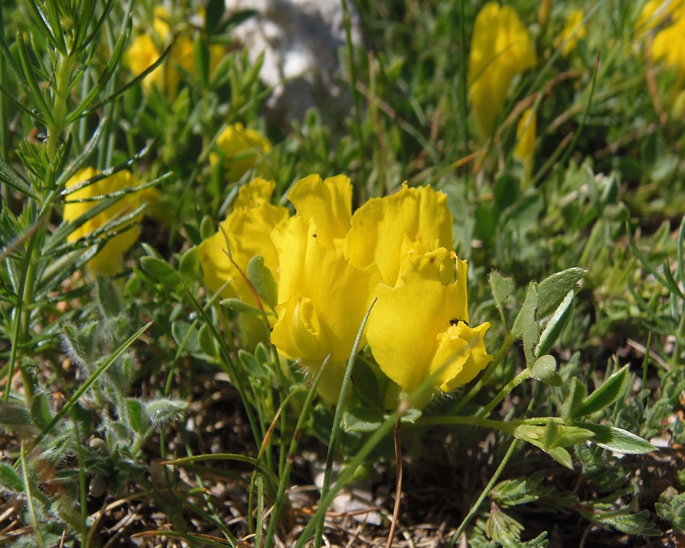 Image of Chamaecytisus wulffii specimen.