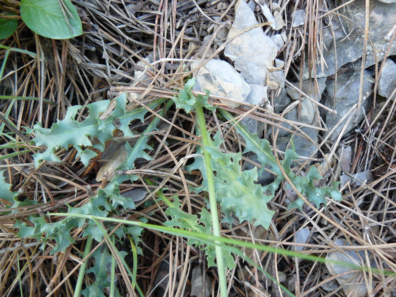 Image of Lagoseris callicephala specimen.