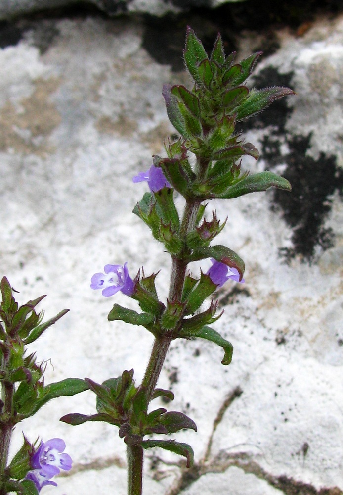 Image of Ziziphora acinos specimen.