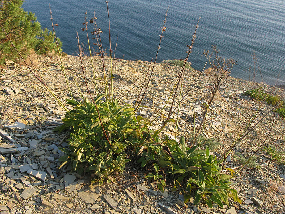 Image of Salvia ringens specimen.