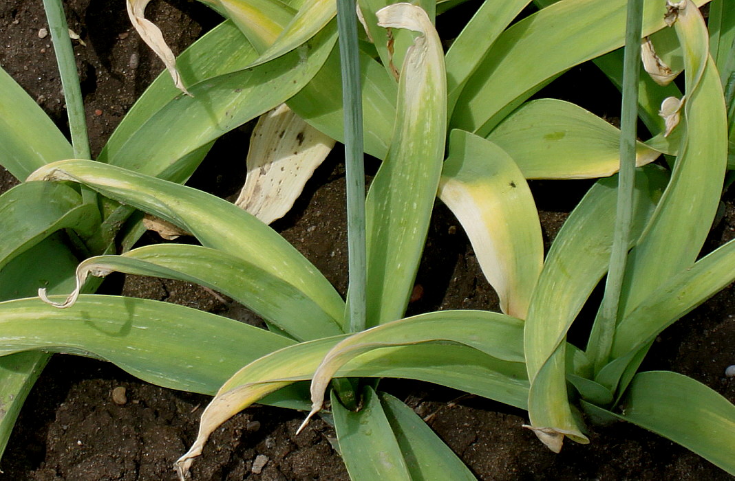 Image of Allium nigrum specimen.