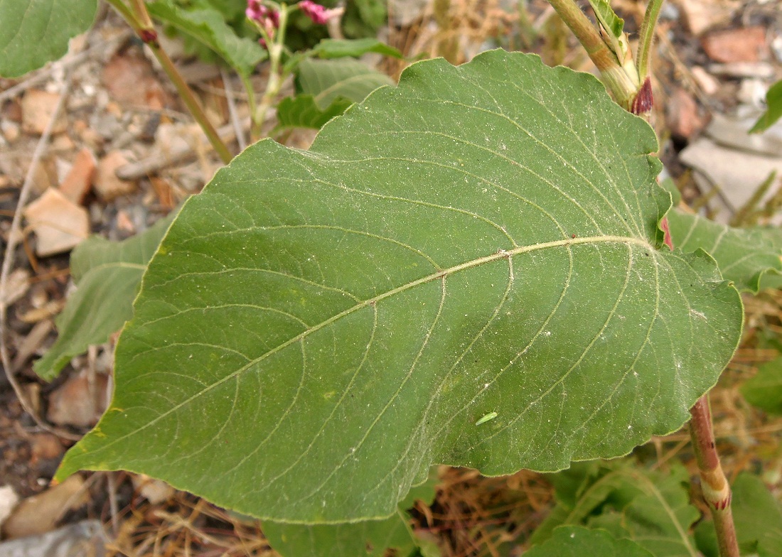 Изображение особи Persicaria orientalis.