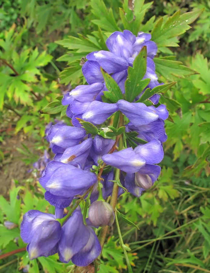 Изображение особи род Aconitum.