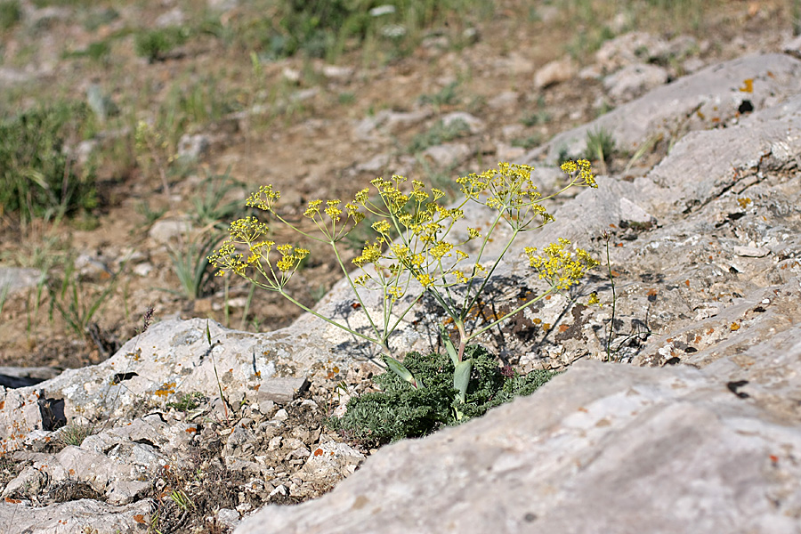 Изображение особи Ferula karataviensis.