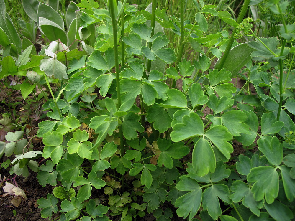 Изображение особи Aquilegia vulgaris.