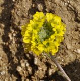 Berteroa orbiculata. Соцветие. Греция, Халкидики, п-в Афон. 15.02.2014.