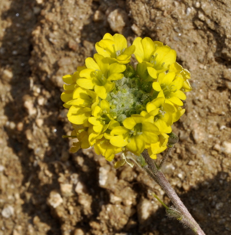 Изображение особи Berteroa orbiculata.