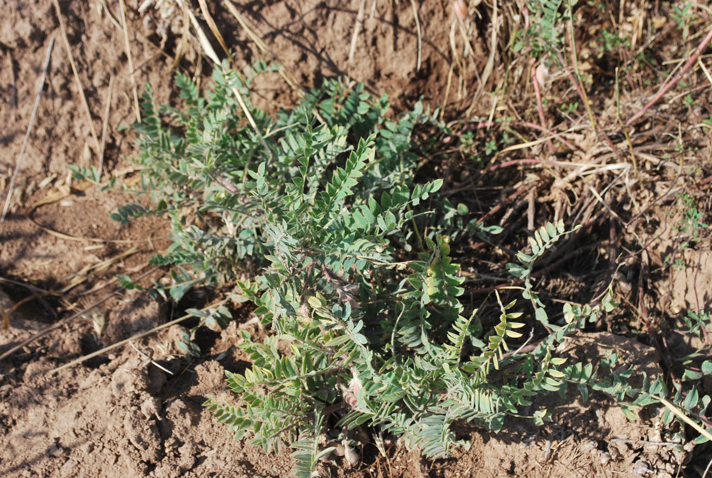 Image of Astragalus amygdalinus specimen.