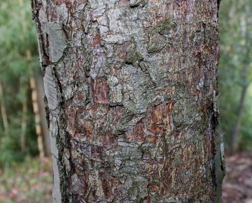 Изображение особи Nothofagus pumilio.