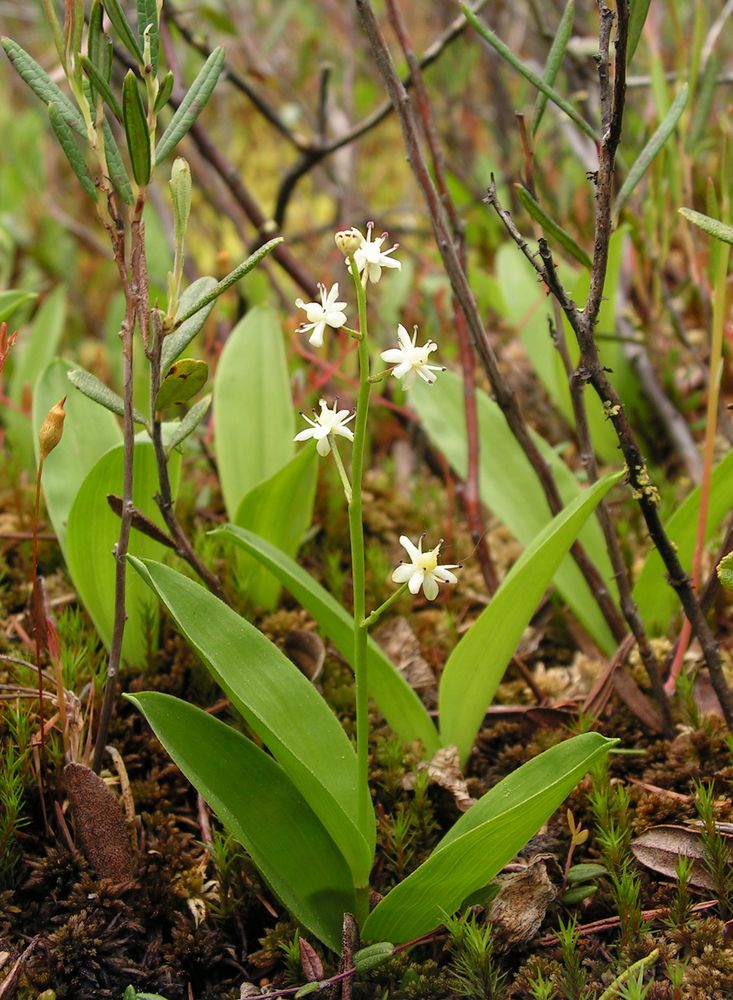 Image of Smilacina trifolia specimen.