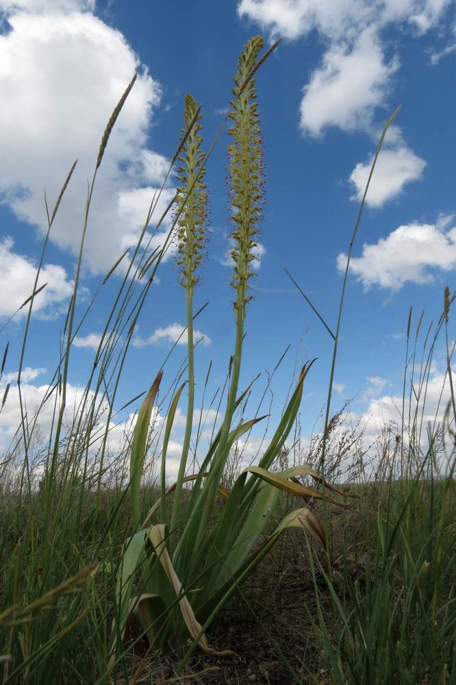 Изображение особи Eremurus altaicus.