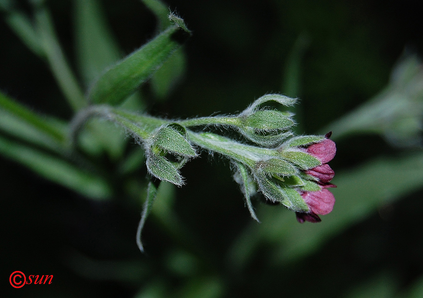 Изображение особи Cynoglossum officinale.