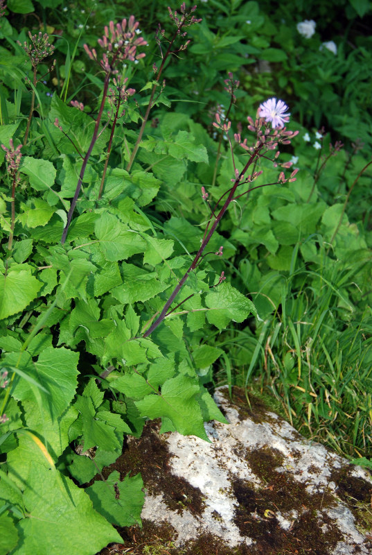 Image of Cicerbita pancicii specimen.