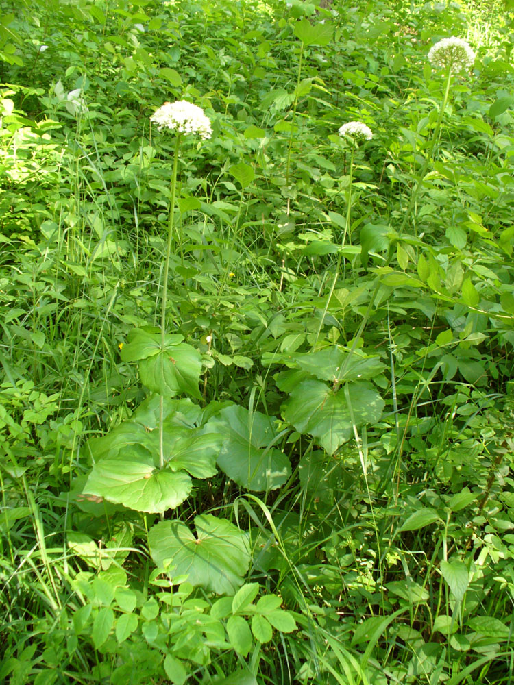 Изображение особи Valeriana alliariifolia.