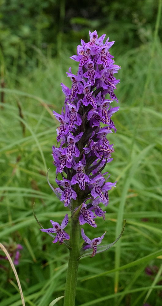 Image of Dactylorhiza sibirica specimen.