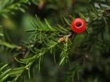 View full-size image Taxus baccata