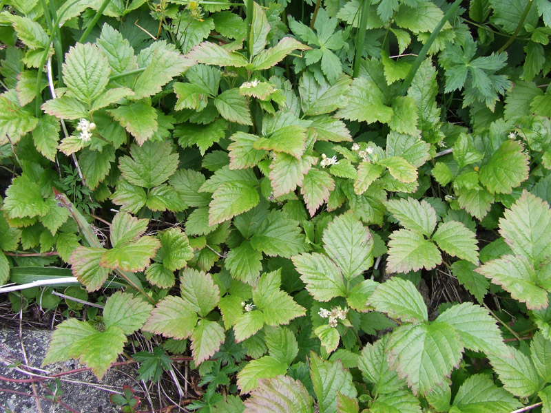 Изображение особи Rubus saxatilis.