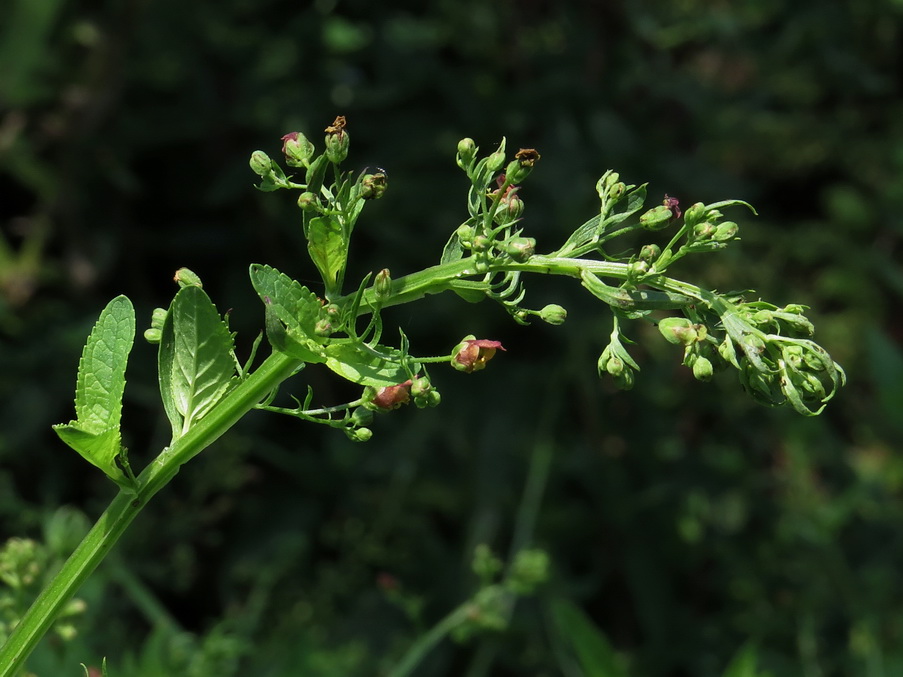 Image of Scrophularia umbrosa specimen.