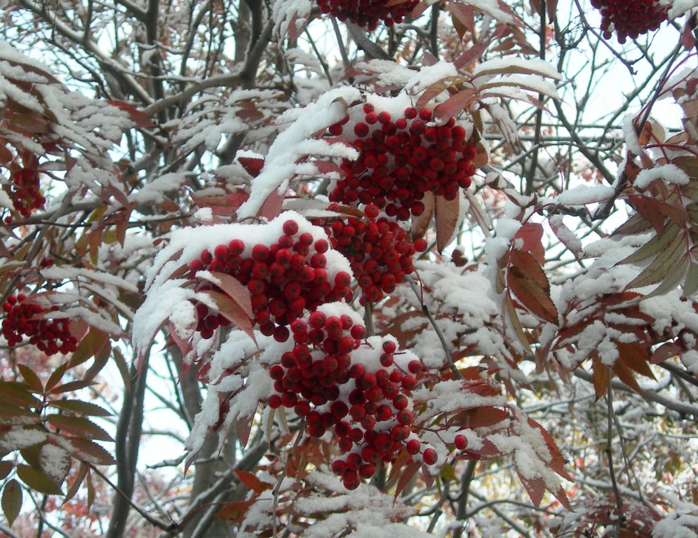 Изображение особи Sorbus commixta.