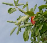 Sassafras albidum