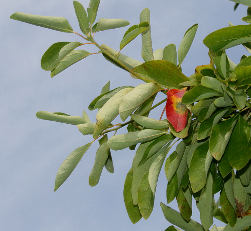 Image of Sassafras albidum specimen.