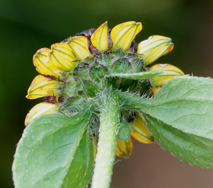 Image of Sanvitalia procumbens specimen.