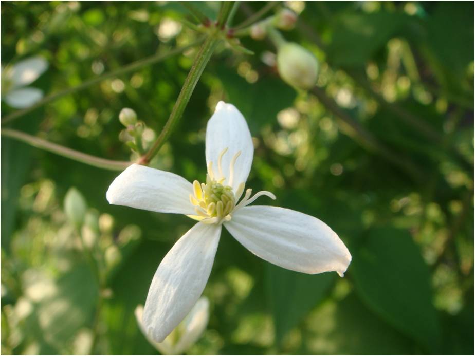 Изображение особи род Clematis.