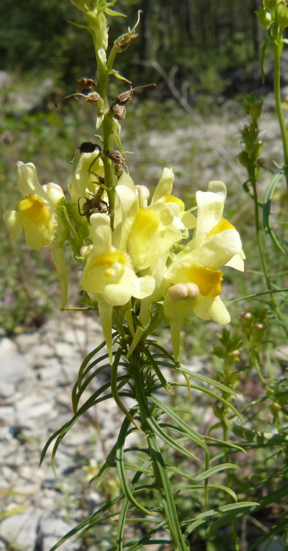 Image of Linaria ruthenica specimen.