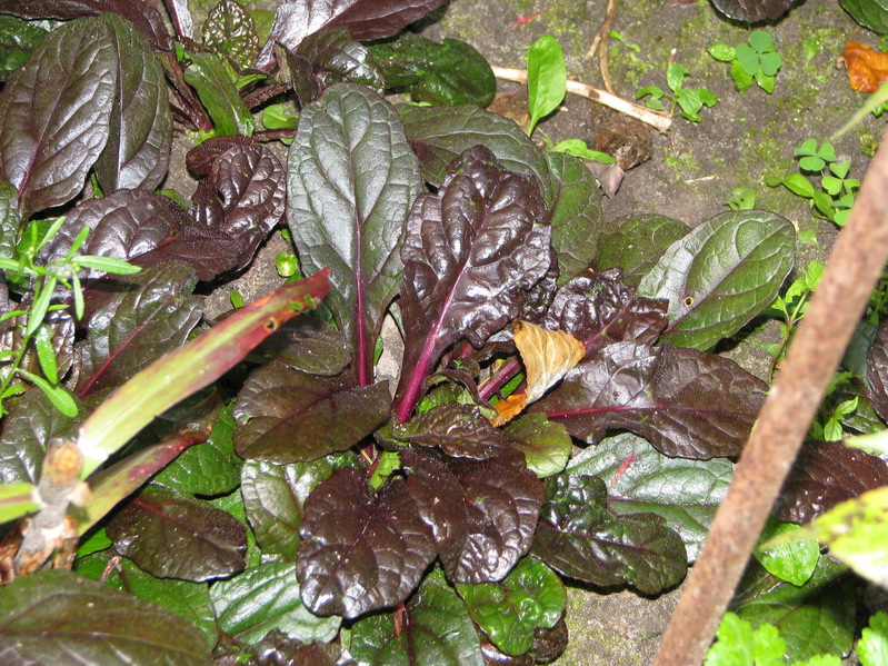 Image of Ajuga reptans specimen.