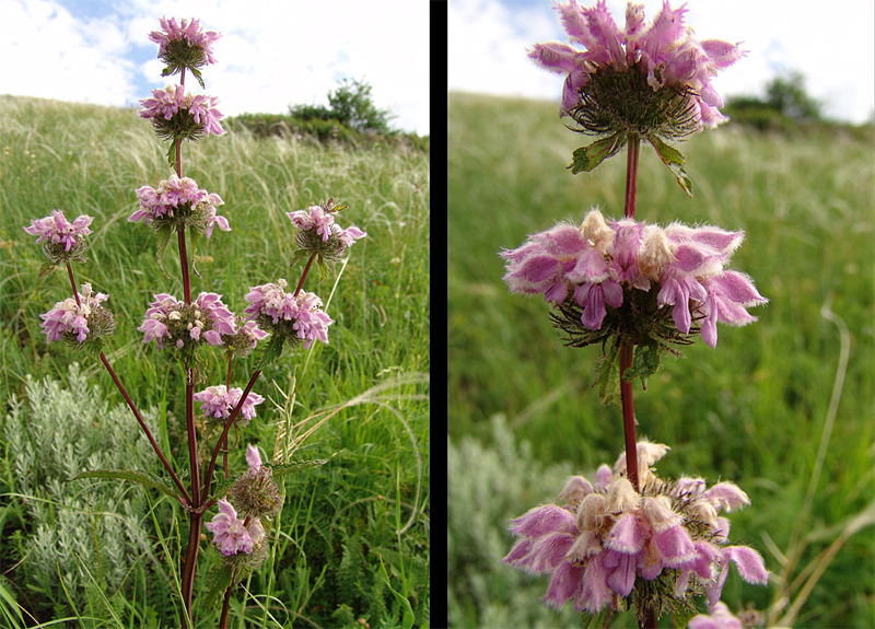 Image of Phlomoides tuberosa specimen.