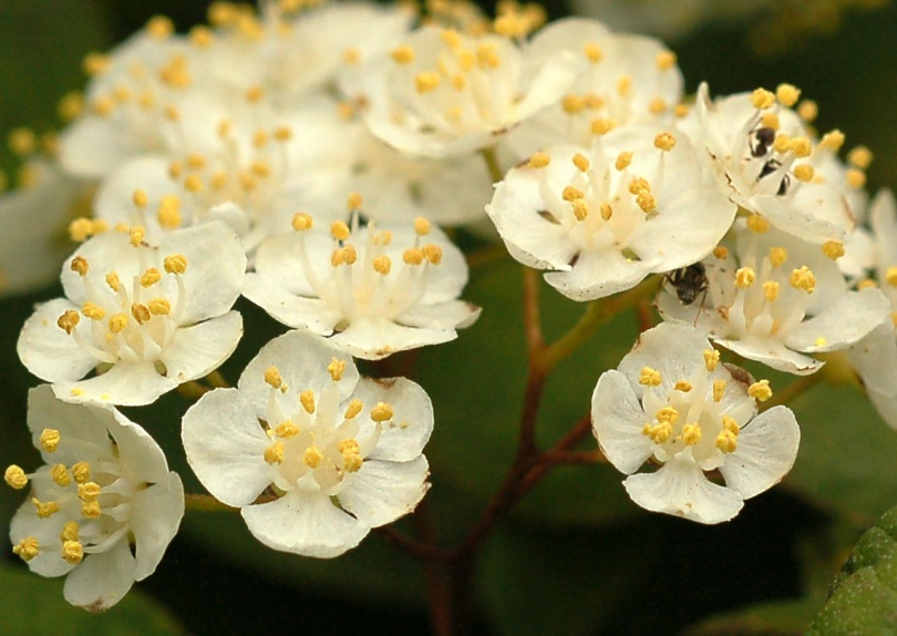 Изображение особи Deutzia parviflora.