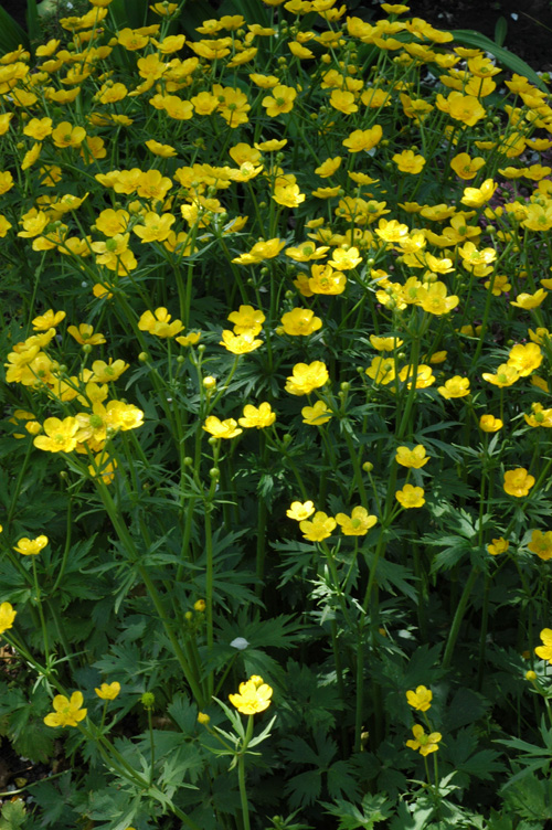 Изображение особи Ranunculus grandifolius.