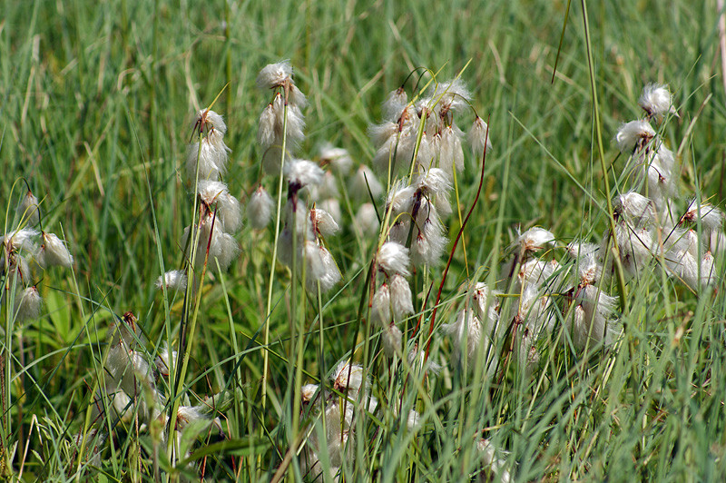 Image of Eriophorum angustifolium specimen.