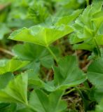 Alchemilla subcrenata