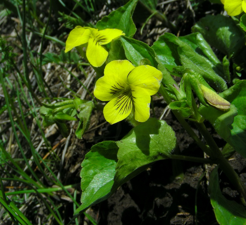 Image of Viola acutifolia specimen.