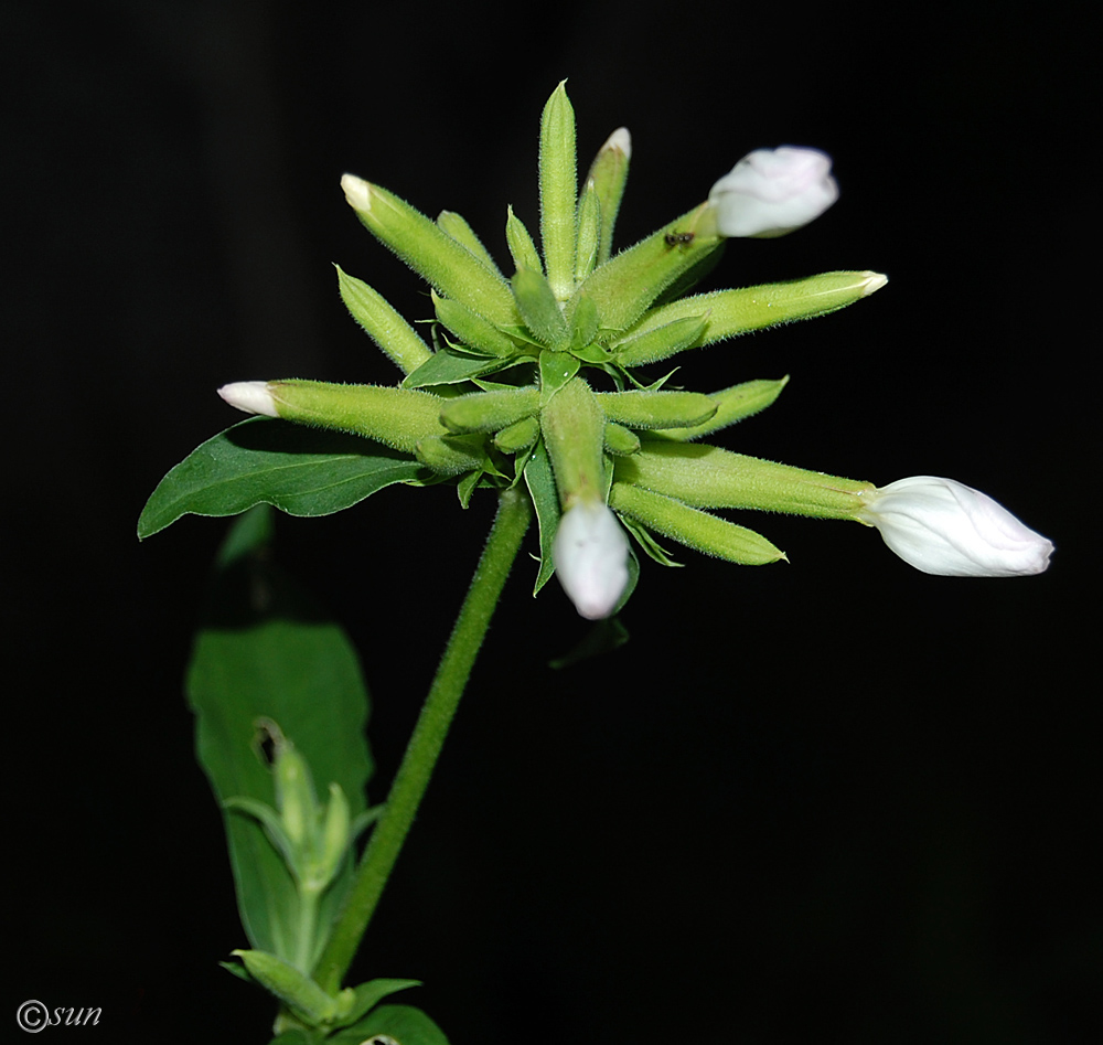 Image of Saponaria officinalis specimen.