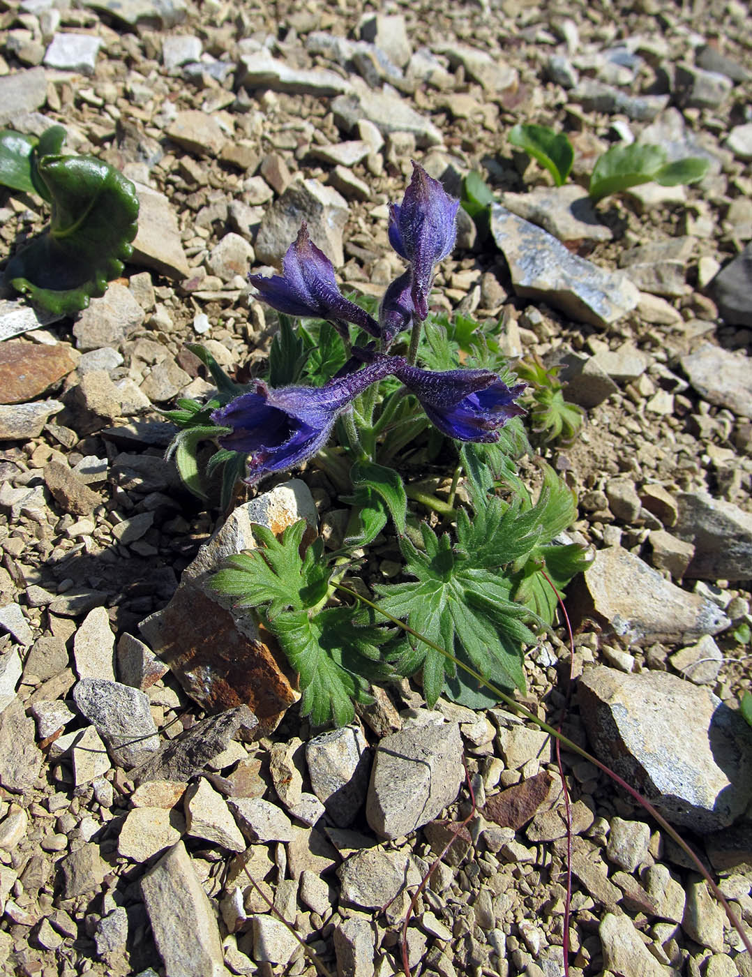 Image of Delphinium brachycentrum ssp. beringii specimen.