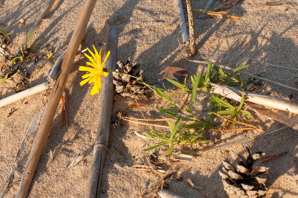 Изображение особи Hieracium umbellatum var. dunale.