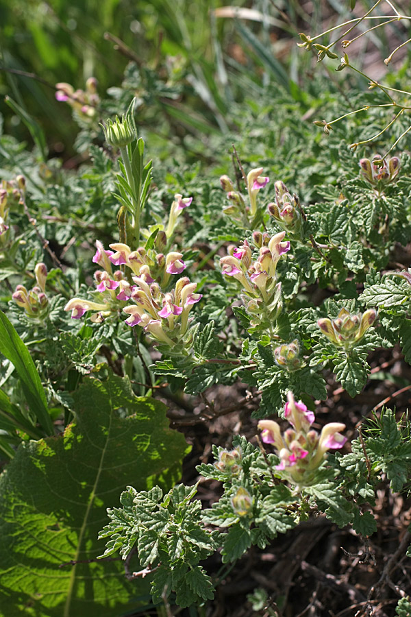 Image of Scutellaria adsurgens specimen.