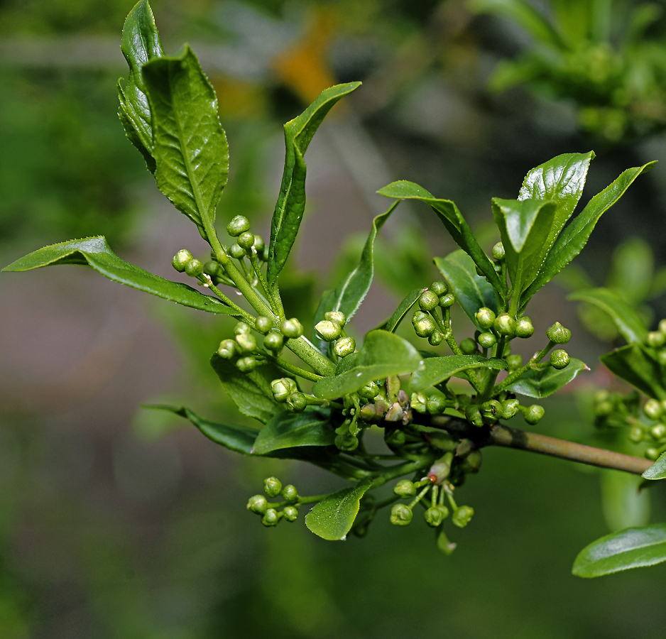 Image of Euonymus europaeus specimen.