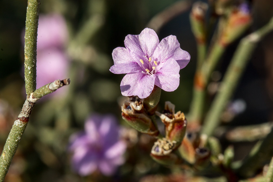 Image of Limonium virgatum specimen.