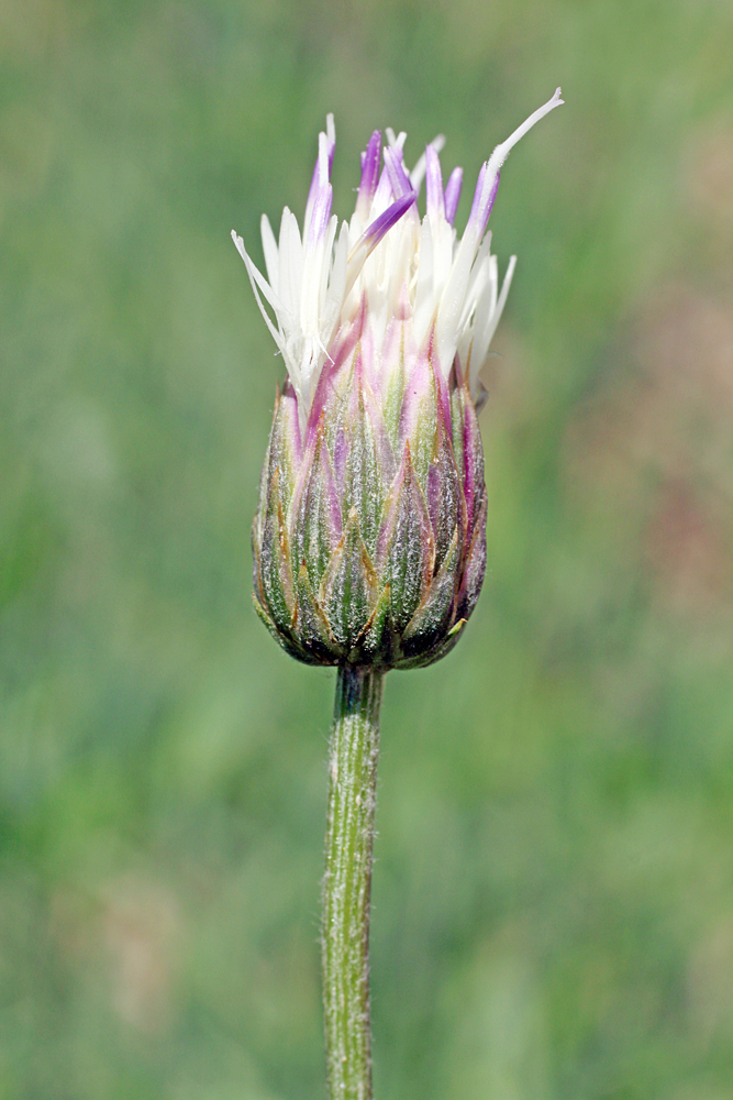 Image of Jurinea suffruticosa specimen.