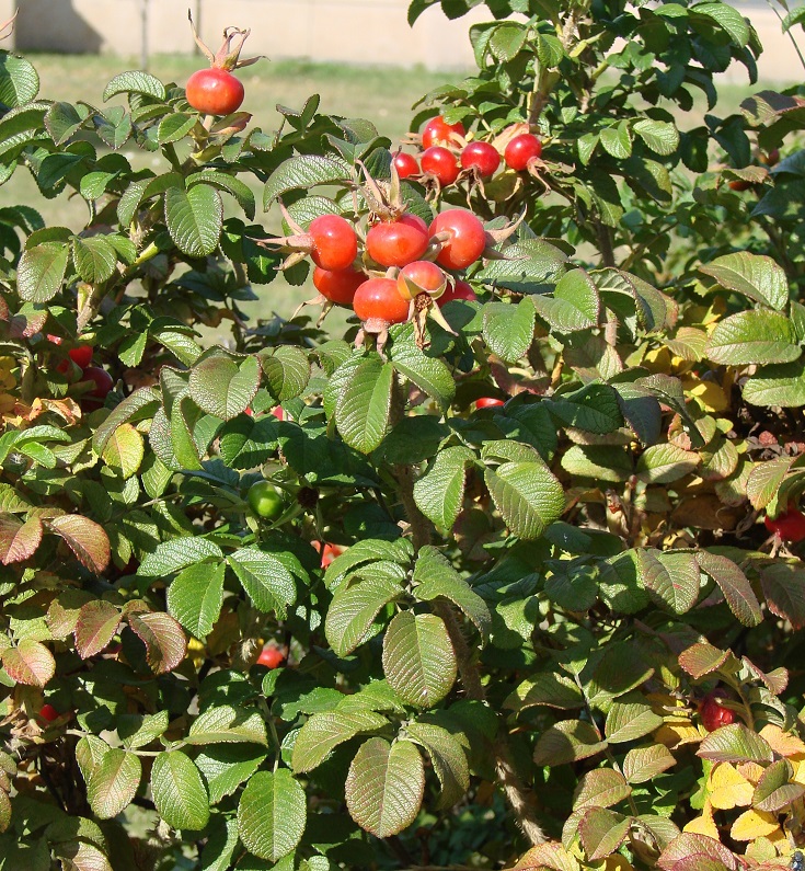 Image of Rosa rugosa specimen.