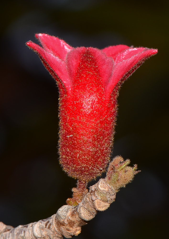 Image of Brachychiton bidwillii specimen.