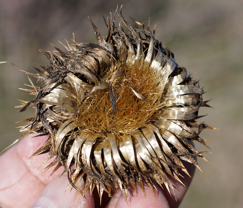 Image of Alfredia acantholepis specimen.