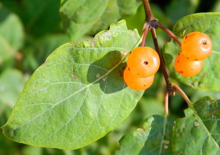 Image of Lonicera tatarica specimen.