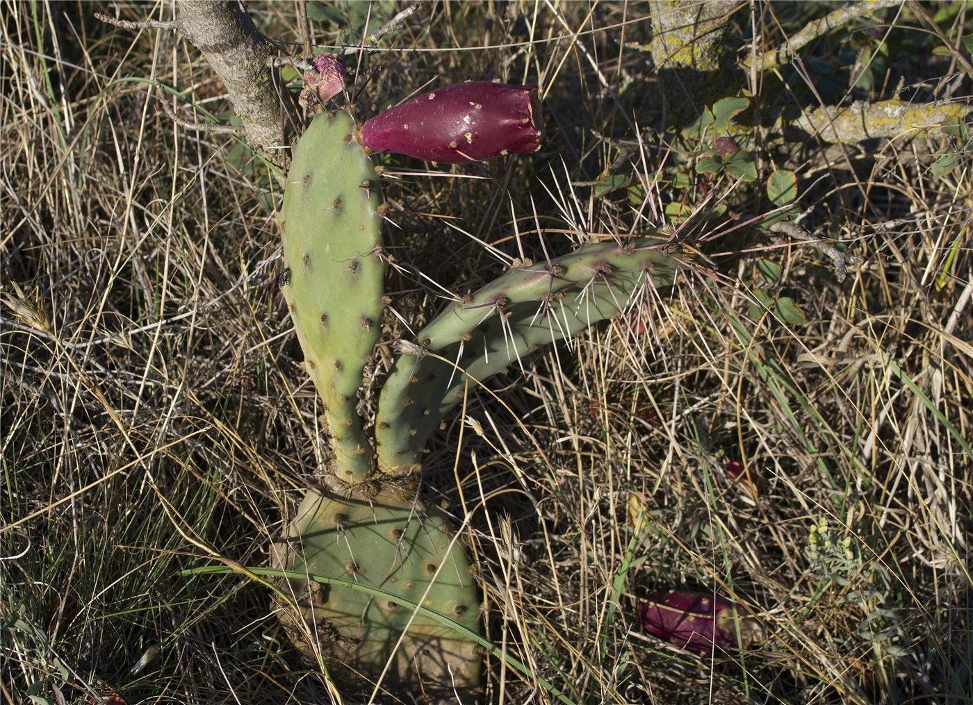 Image of Opuntia phaeacantha var. camanchica specimen.