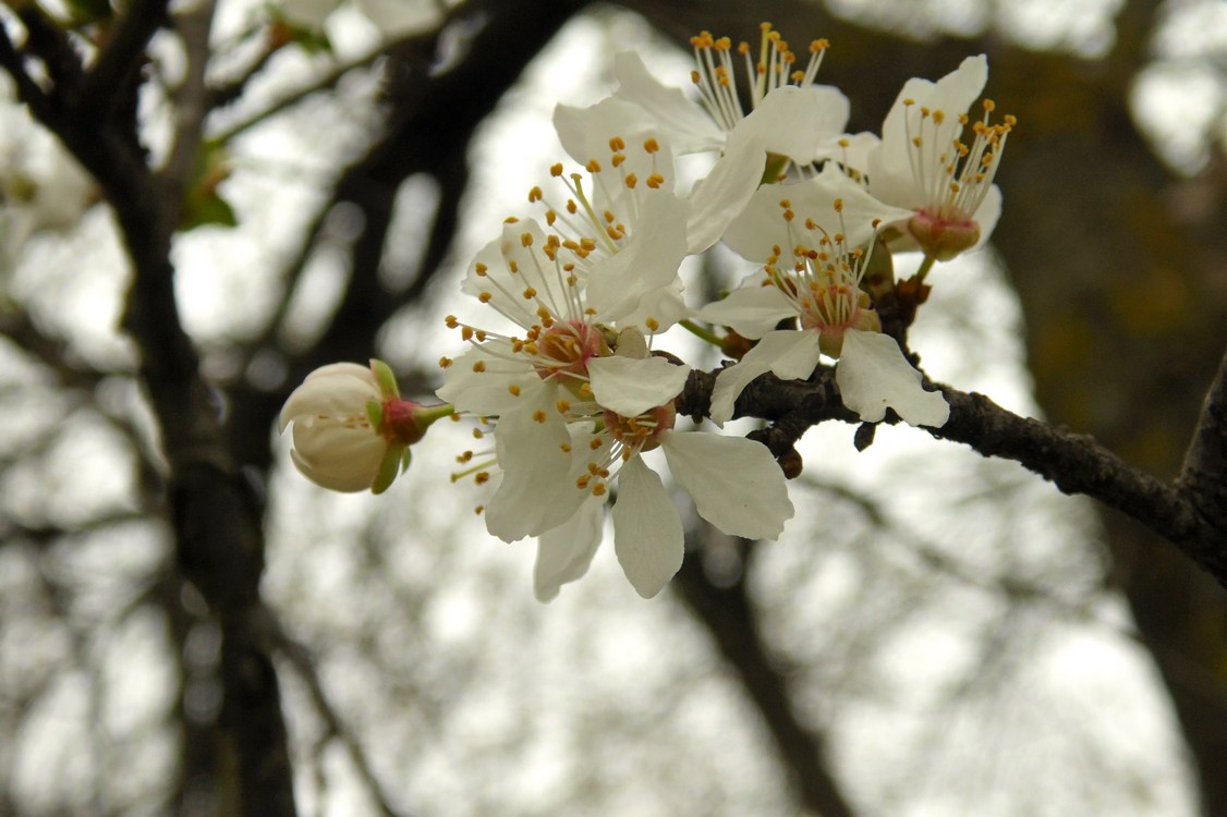 Image of Prunus cerasifera specimen.