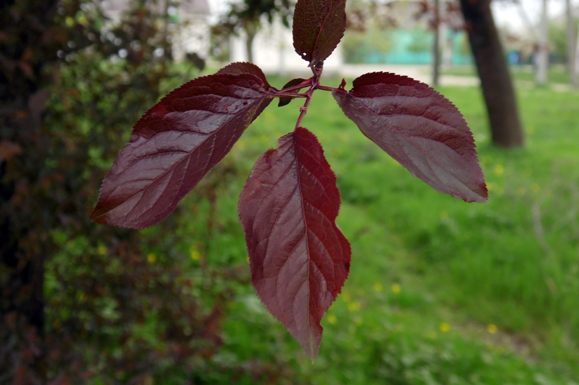 Image of Prunus cerasifera var. pissardii specimen.