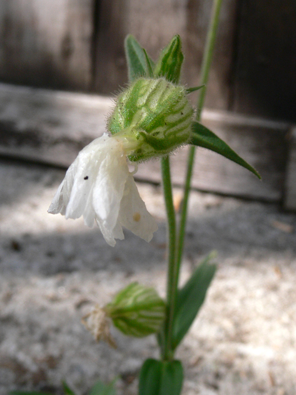 Image of Melandrium album specimen.